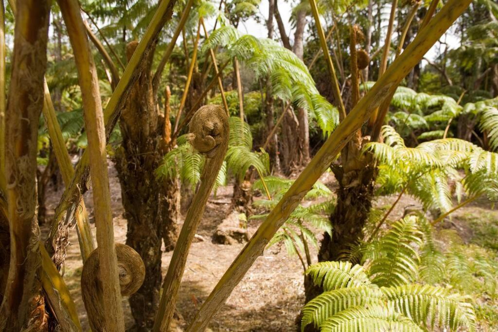 Hau'Oli Place Tiki Cottage In Volcano Dış mekan fotoğraf