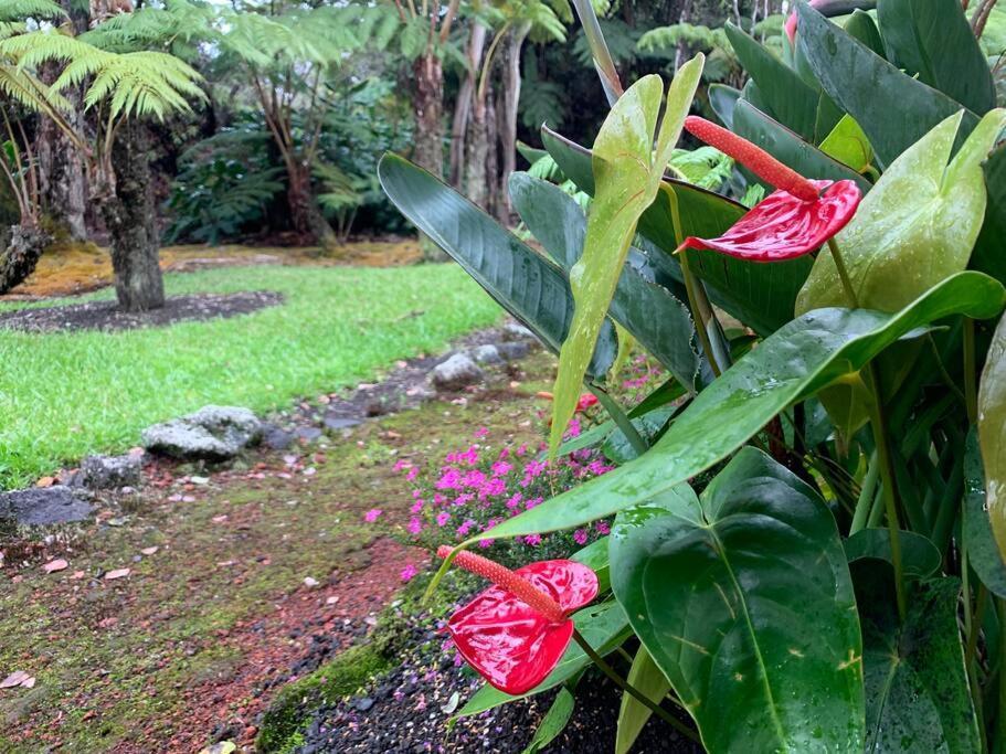 Hau'Oli Place Tiki Cottage In Volcano Dış mekan fotoğraf
